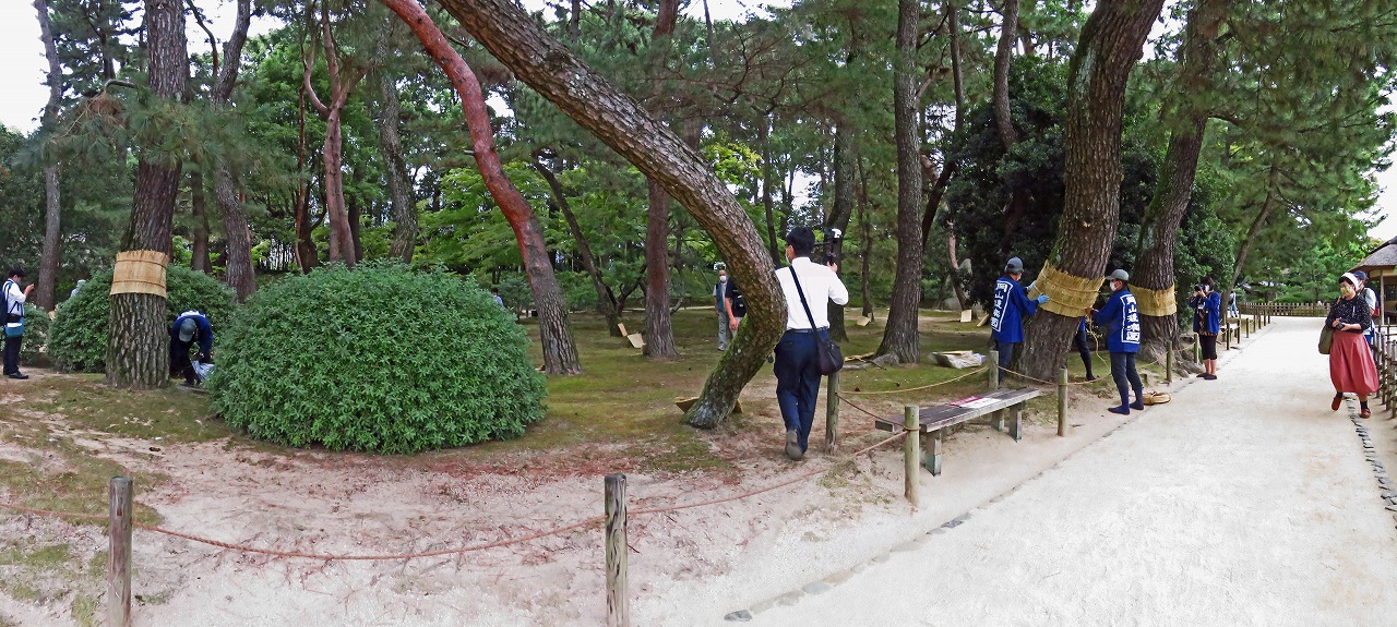 20211013 後楽園今日の松の菰巻作業中を散策路から眺めたワイド風景 (1)