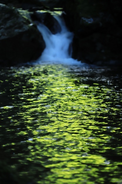 IMG_2118緑を映す水面
