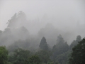 霧雨の山