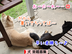 にほんブログ村 犬ブログ 犬 里親募集へ