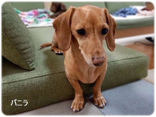 バニラ