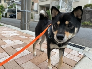108ホテルはなちゃん