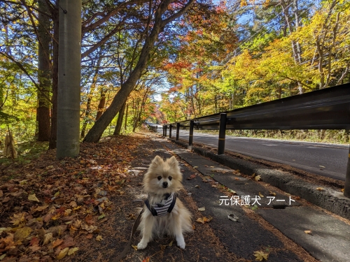 20221026元保護犬（元収容犬）長野県軽井沢町の紅葉とアート