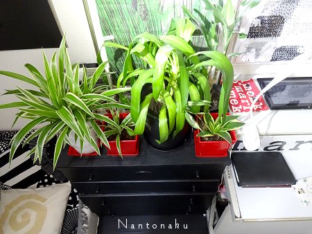 Nantonaku 2021 9-16 台風に備えてベランダの植物を退避