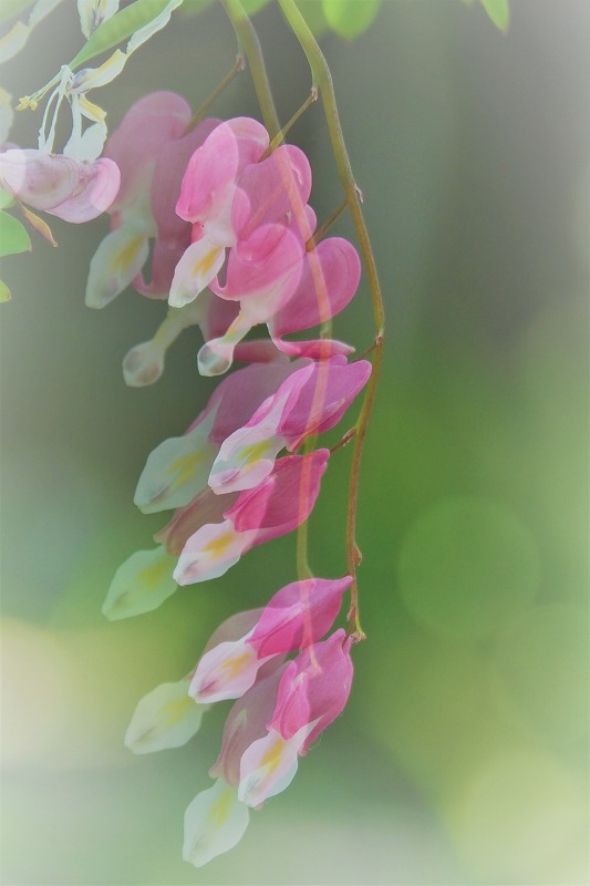 s-ピンクの花 (4)