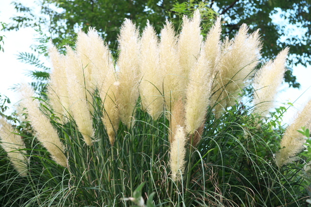 綺麗な穂を見せるPampas grass 。