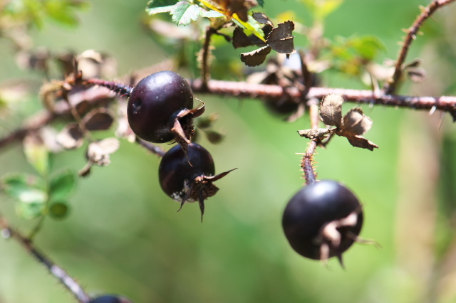Ｒosa spinosissima Altaicaの黒いローズヒップ