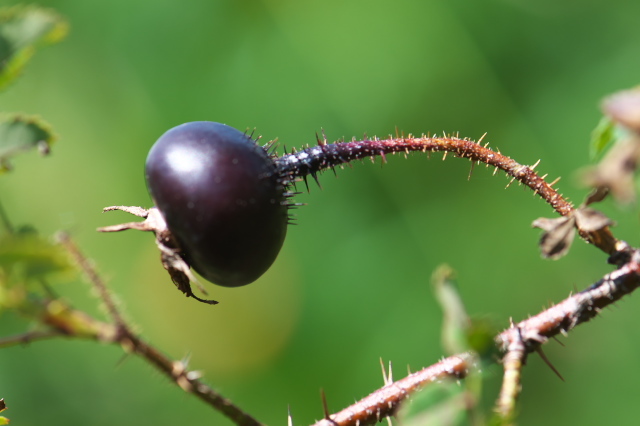 Ｒosa spinosissima Altaicaの黒いローズヒップ