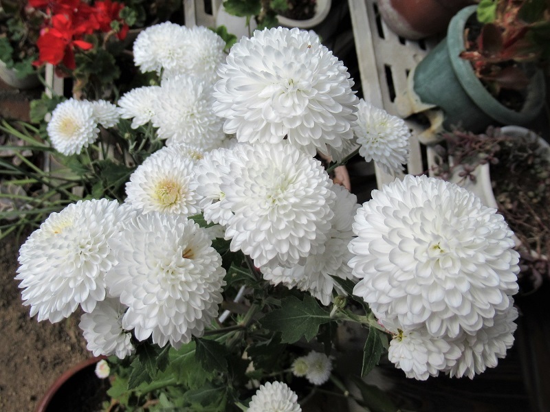 白い菊0311