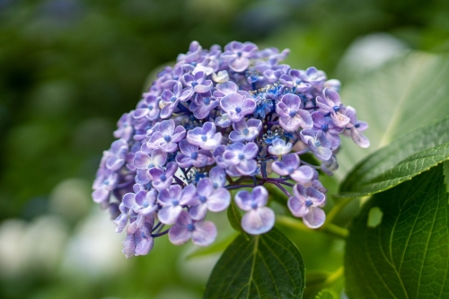 林叟院の紫陽花