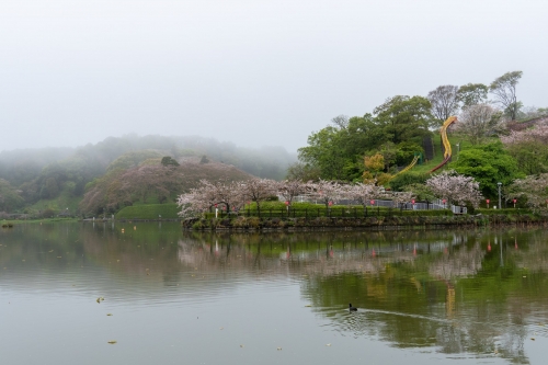 朝霧の蓮華寺池公園