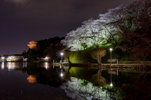 蓮華寺池公園の夜桜