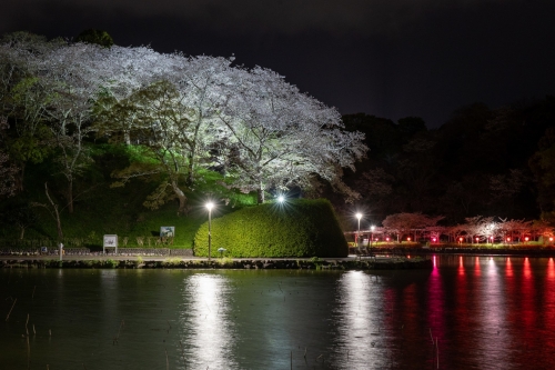 蓮華寺池公園の夜桜