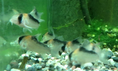 コリドラス・デュプリカレウス