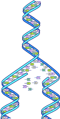 DNAの複製を描いた図
