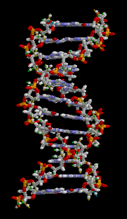 DNA二重らせん構造の一部