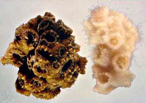 褐虫藻が共生した状態のサンゴ（左）と白化したサンゴ（右）