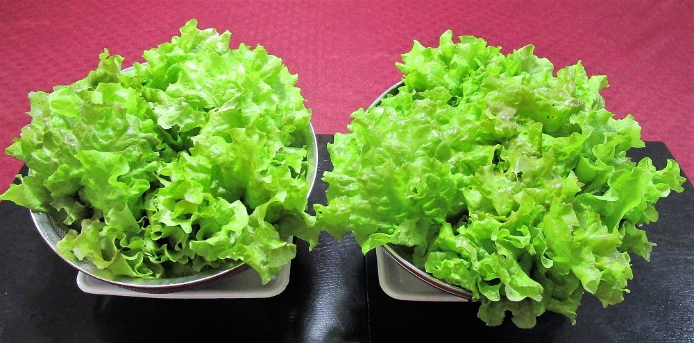 210523leaf-lettuce2-2