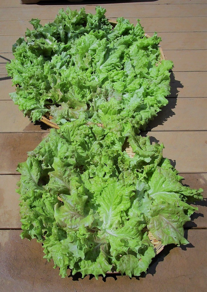 210523leaf-lettuce2