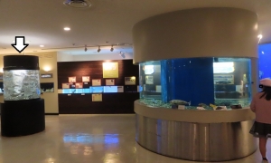 魚っ知水族館16