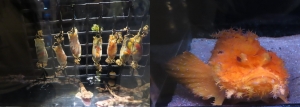 魚っ知水族館21