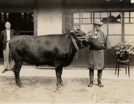 松阪牛(昭和10年)