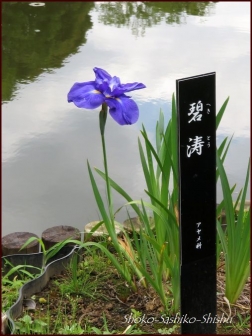 20210708　2 紫陽花　9　　細川庭園