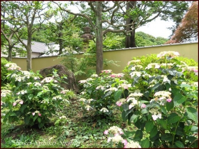 20210708　紫陽花　１　　細川庭園