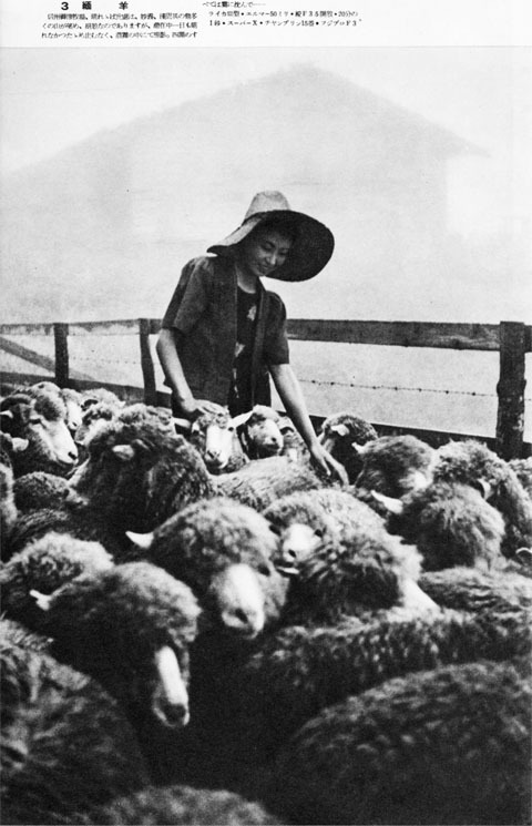 綿羊1938oct