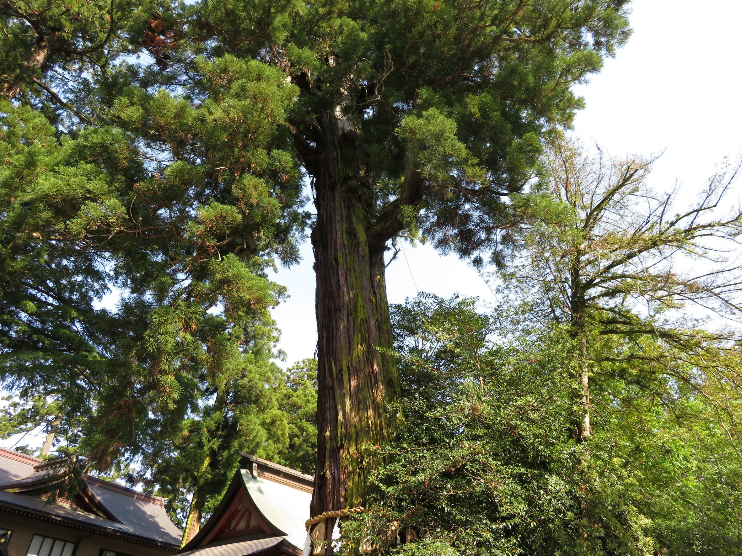 香取神宮の大木