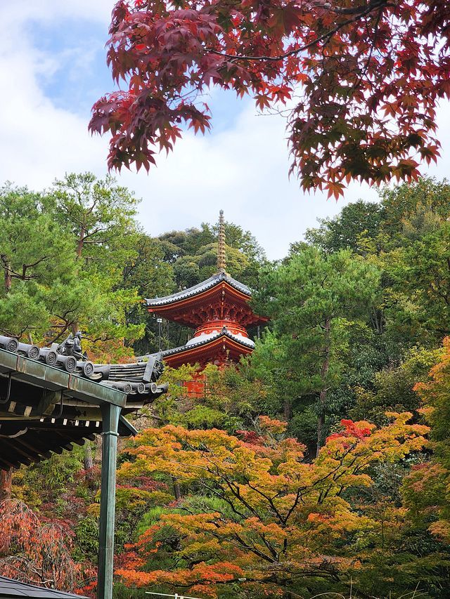 紅葉7_2211_09