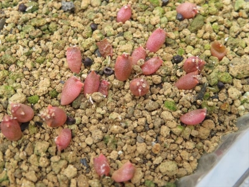 アストロフィツム 大鳳玉錦 Astrophytum capricorne f. variegata、2020.08.31実生苗、9ヶ月弱経過姿、一度も植え替えていません。2021.05.09