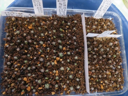 エキノケレウス・美花角×桃太郎、紫金エビ、白花太陽交配、実生苗（2020.7月、9月）移植しました。2021.06.26