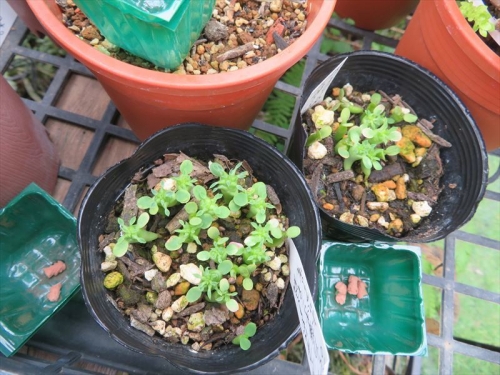 ユーフォルビア・白樺キリン♀×ポリゴナ（2021.05.23自家採取種子実生苗）が発芽していますが、カタツムリ被害が出ているようです。ナメキールを置きます。2021.06.30