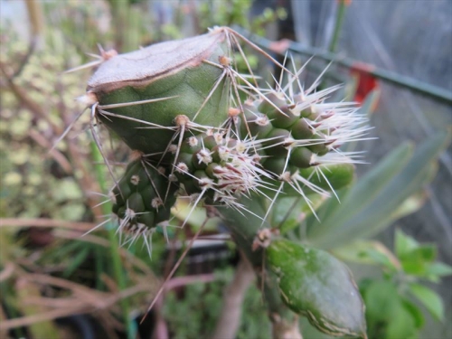 テフロカクタス・アレキサンデリー(Tephrocactus aleｘanderi v bruchii)胴切り後1ヶ月半経過片方は子吹きしています。2021.08.05