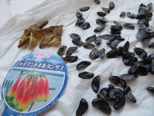 キルタンサス・オブリクス(Cyrtanthus obliquus)、中から黒い外層種皮にくるまれた種子がたくさんできていました。2021.08.19