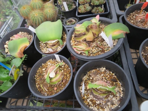 赤花マユハケオモト(常緑葉タイプ)雨のかからない軒下棚上に置いて、水切れて葉が枯れていましたが花芽が皆出来ています。2021.09.08
