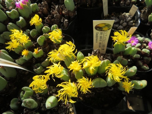 コノフィツム・小菊の舞（巻き黄色花）植え替えて開花しています。2021.09.21