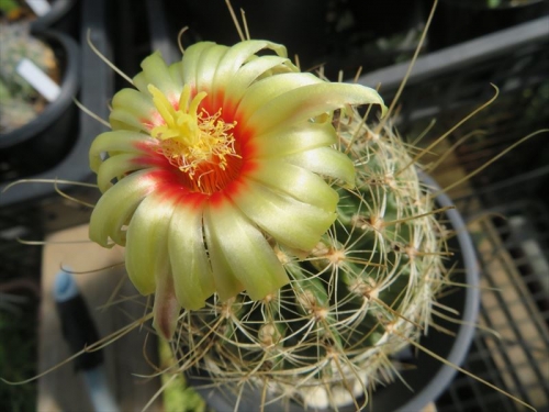 ハマトカクタス竜王丸（Hamatocactus setispinus）、芳香花、とってもいい香り、反り返る花びらも赤い花元も素敵♪2021.10.28