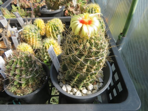 ハマトカクタス竜王丸（Hamatocactus setispinus）、芳香花、とってもいい香り、反り返る花びらも赤い花元も素敵♪2021.10.28