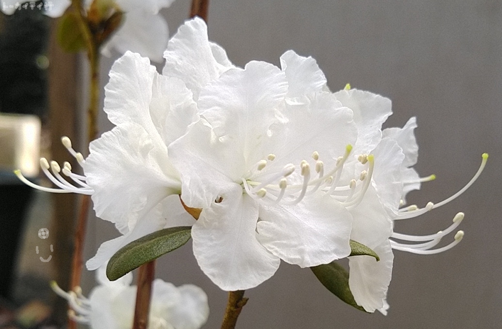 白花エゾムラサキツツジの花