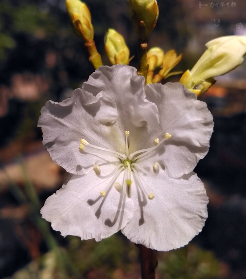 白花ゲンカイツツジの花