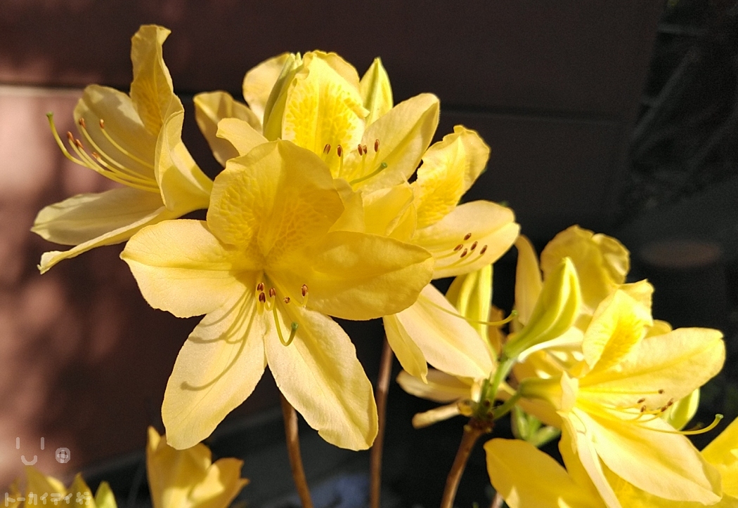 黄レンゲツツジの花