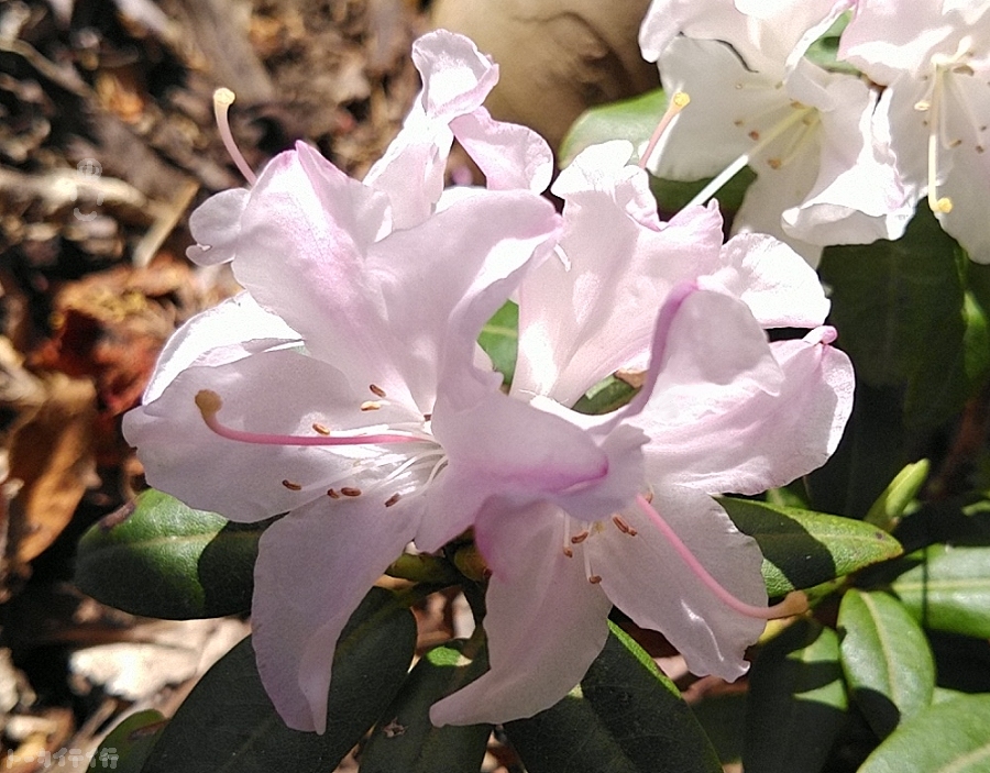 ピンクヒカゲツツジの花