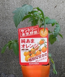 ミニトマト 純あま オレンジ