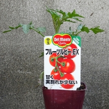 中玉トマト フルーツルビーEX
