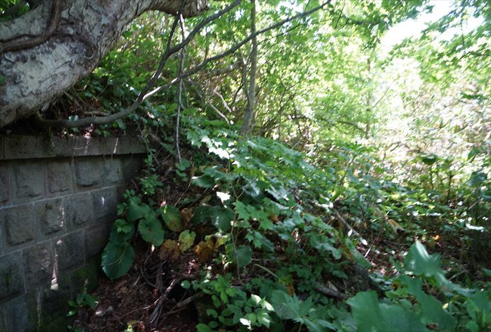 DSC00249_R_20210910212755583.jpg