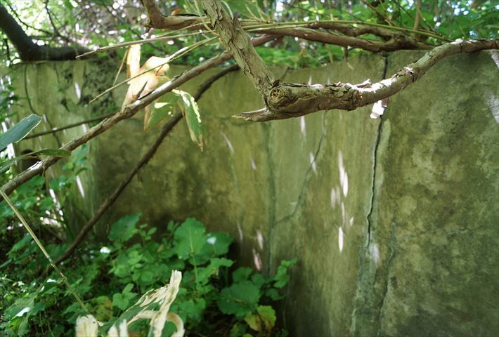 DSC00486_R_20210926232538e6e.jpg