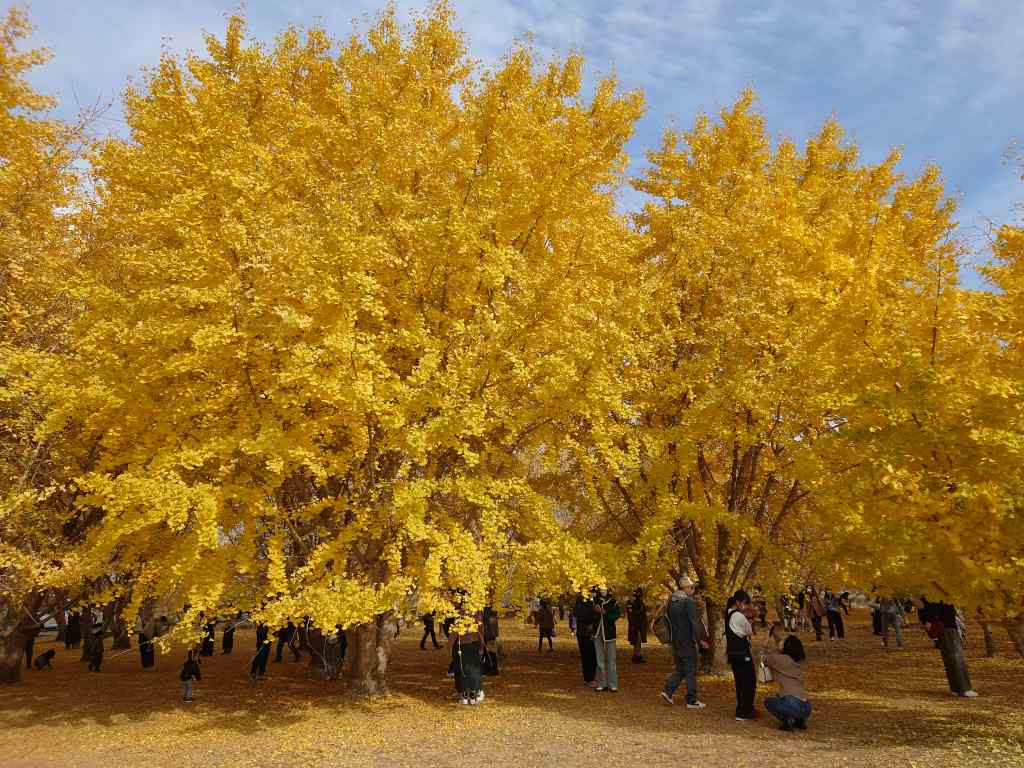 「太原のイチョウ(福岡県広川町)」紅葉が目線で楽しめるスポット！黄金のじゅうたんも綺麗です
