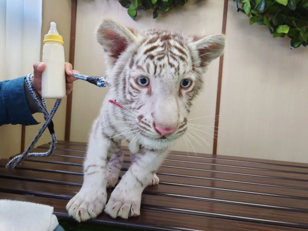 「しろとり動物園(香川県東かがわ市)」白い子トラとの撮影＆ふれあい！動物との距離が近い人気スポット